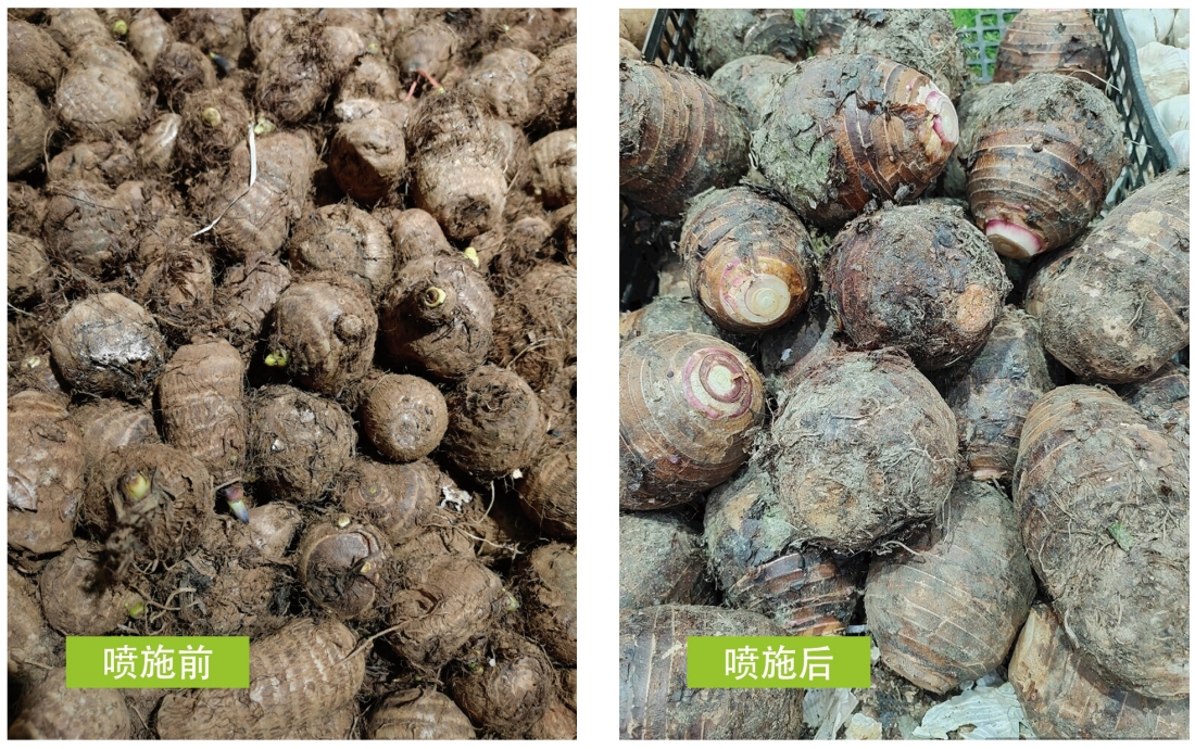 对芊头试验效果