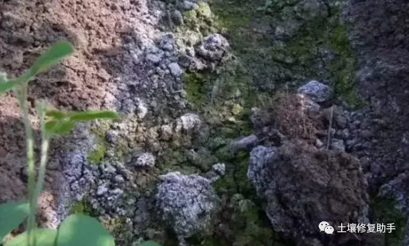 防患于未然，不要等土壤真坏透了再调理！！