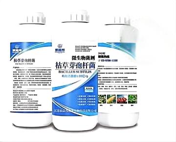枯草芽孢杆菌