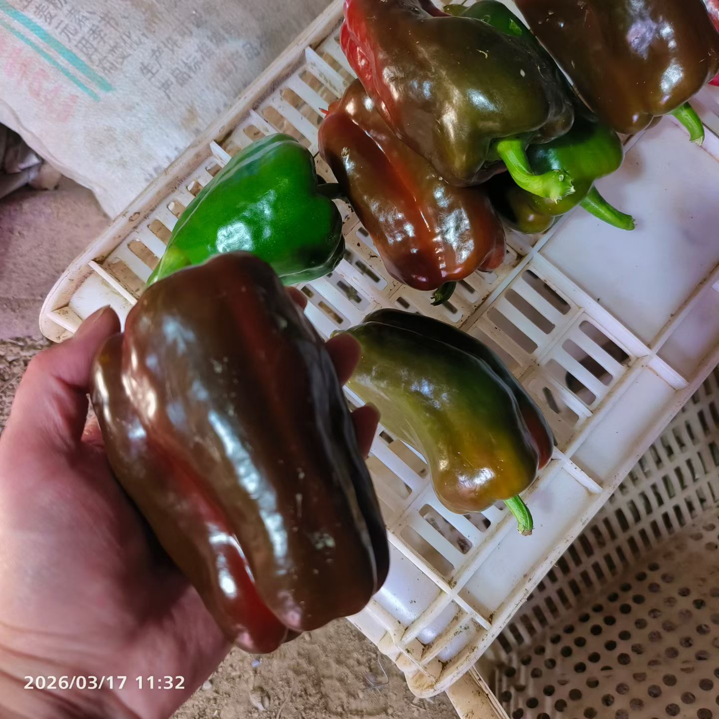 辣椒.jpg