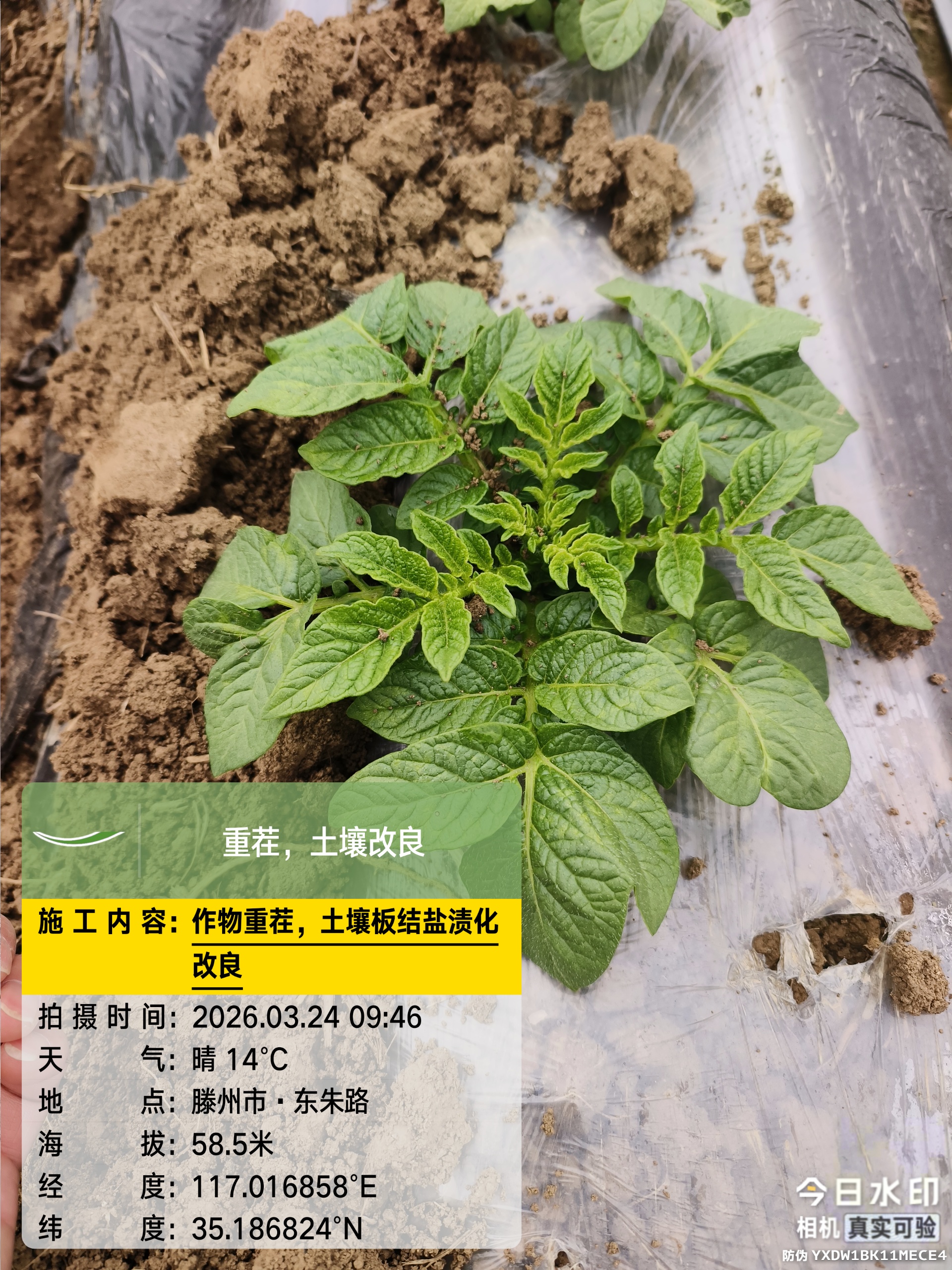 叶面肥.jpg